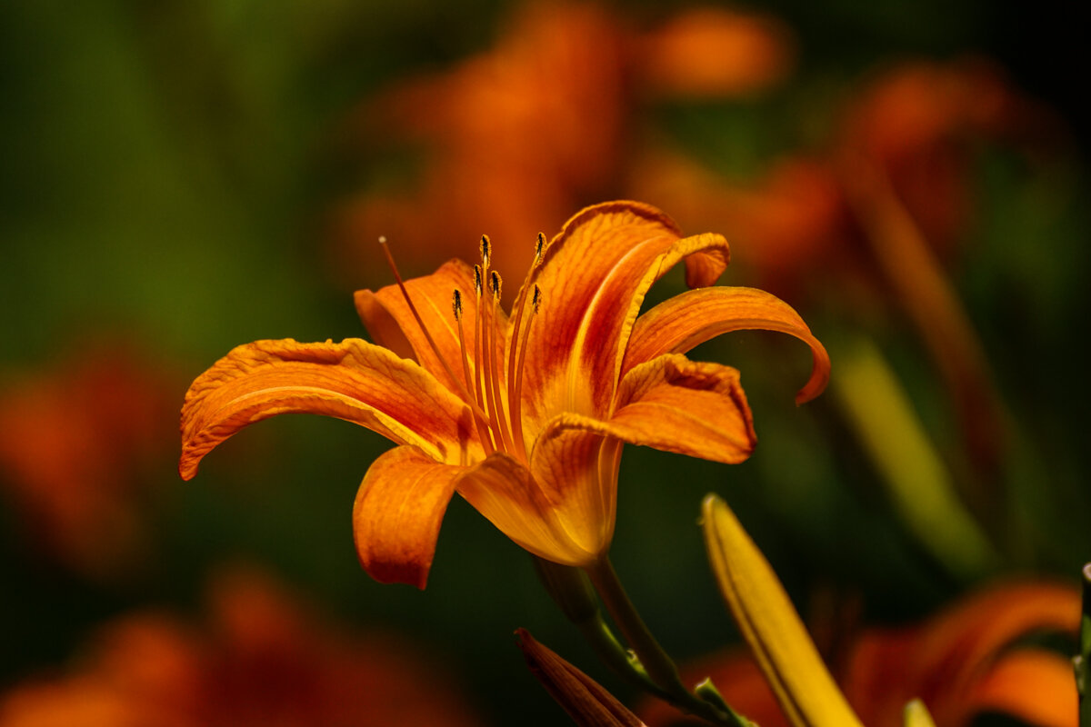 Лилейник - Игорь Сикорский