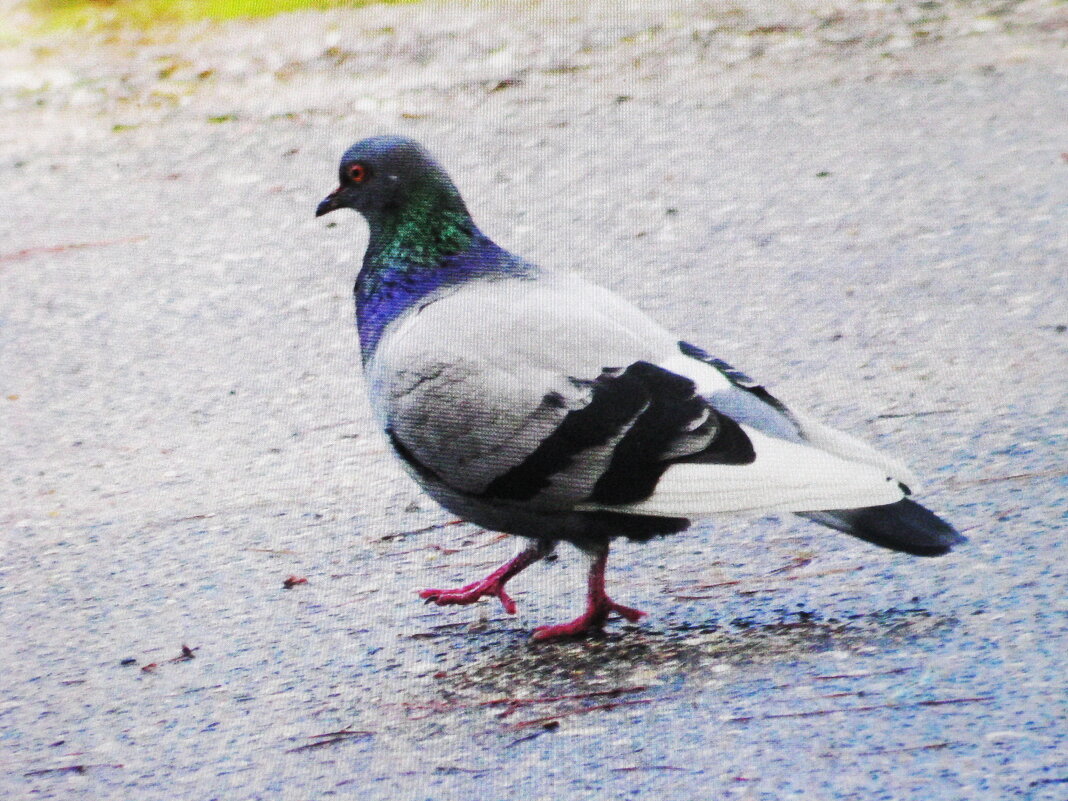 В поисках еды - Людмила Смородинская