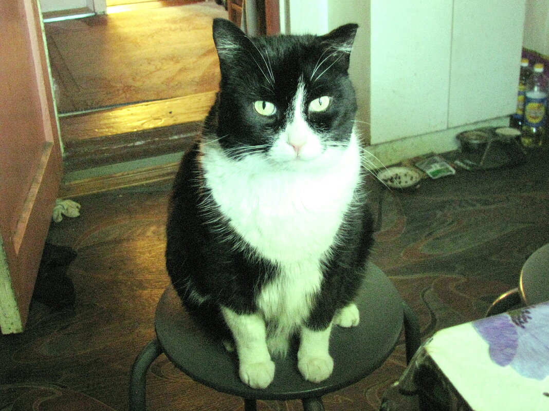 Я есть хочу - Людмила Смородинская