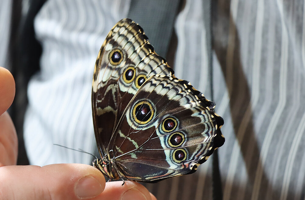 В парке бабочек - Галина Ильясова