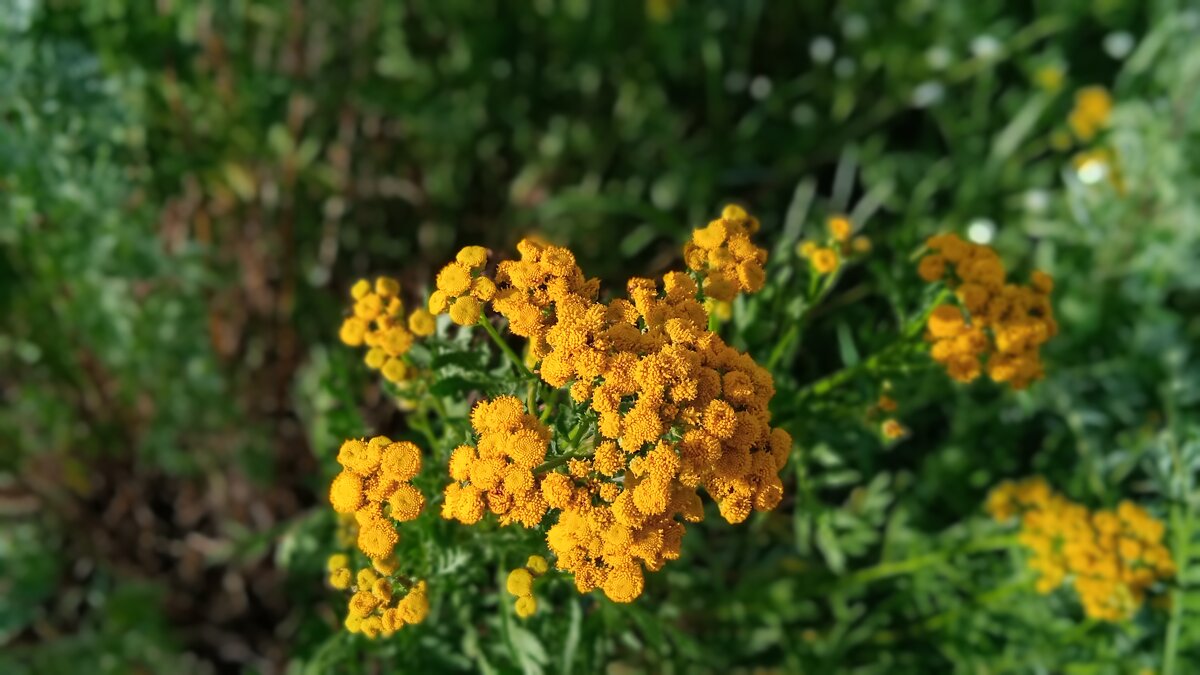 пижма - Елена Шаламова