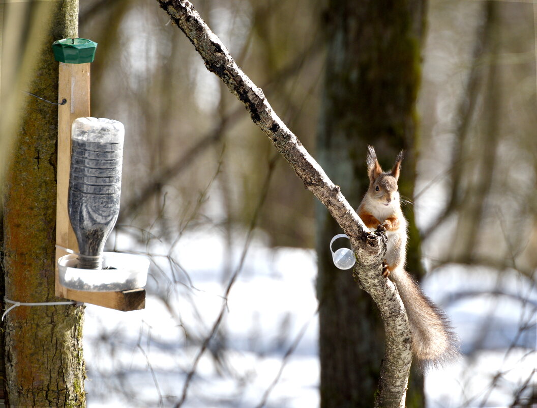 Белка - Сергей Владимирович Егоров