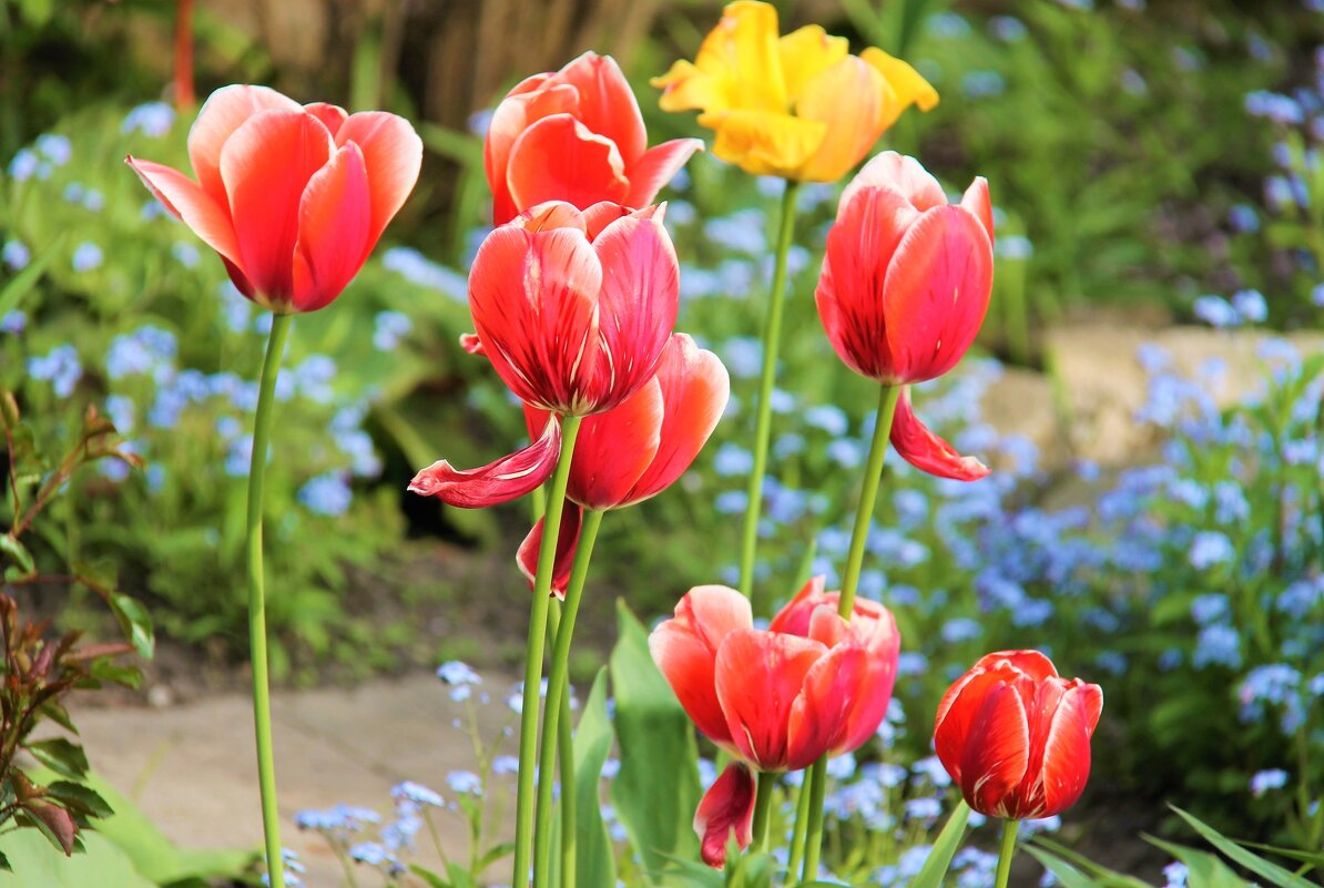 ТЮЛЬПАНЫ -ВЕСТНИКИ ВЕСНЫ - Валентина 