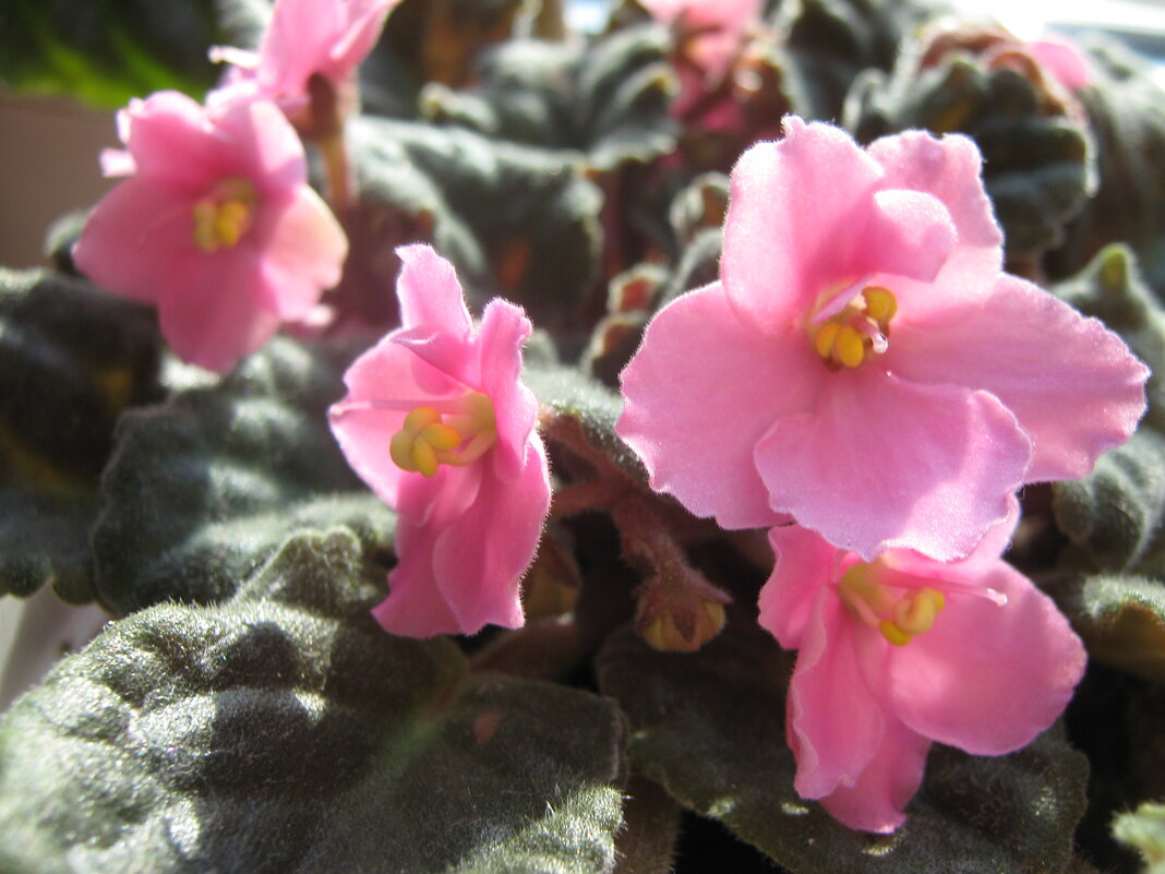 Мир фиалок - Елена Семигина