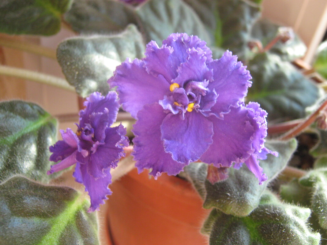 Фиалки - Елена Семигина