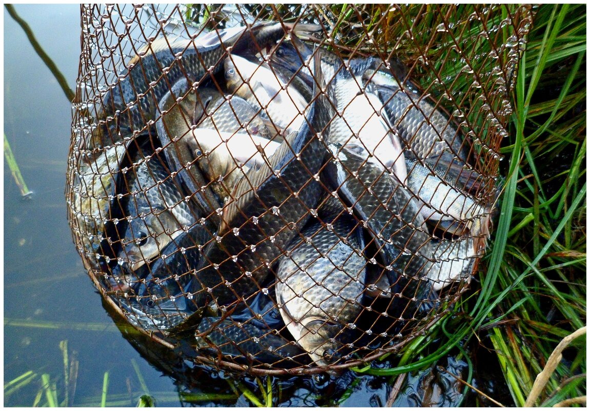 Удачная рыбалка. - Михаил К