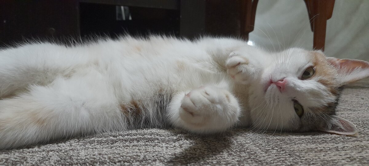 Мурка - СЕРГЕЙ ФИЛОЧКИН