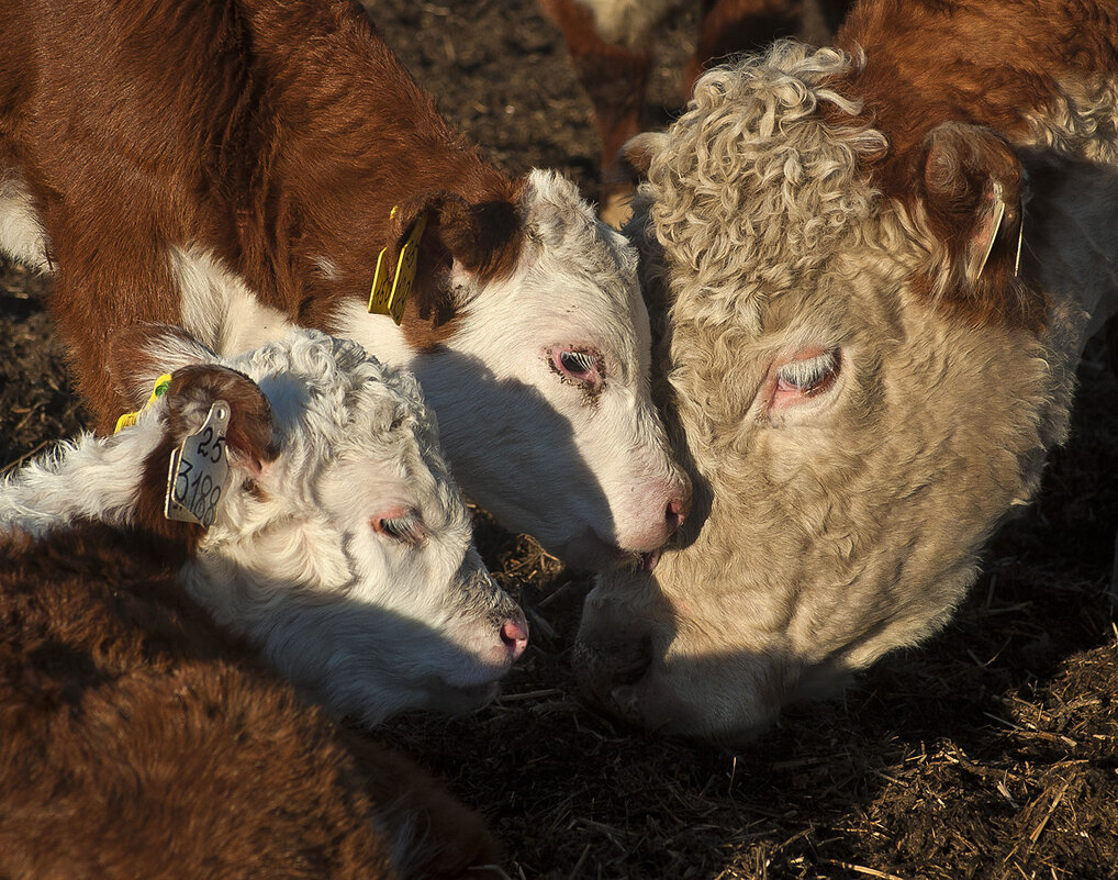 Телячьи нежности... - Владимир Хиль