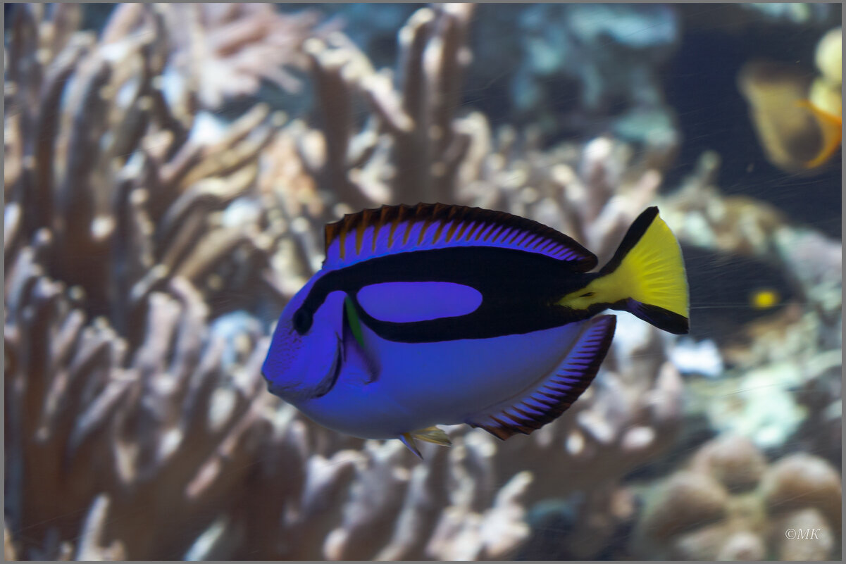 Немо - Михаил Кобзев