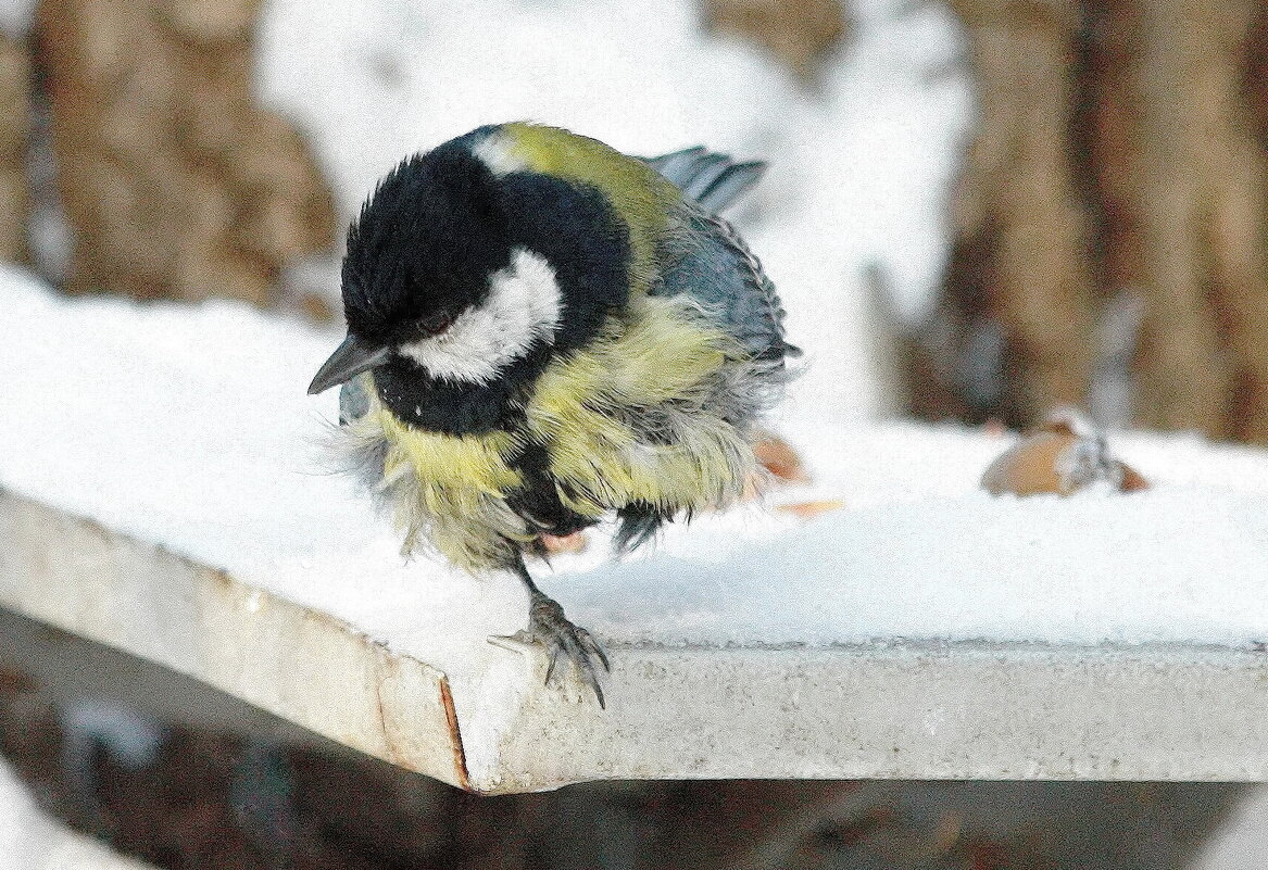 Синичка - ZNatasha -