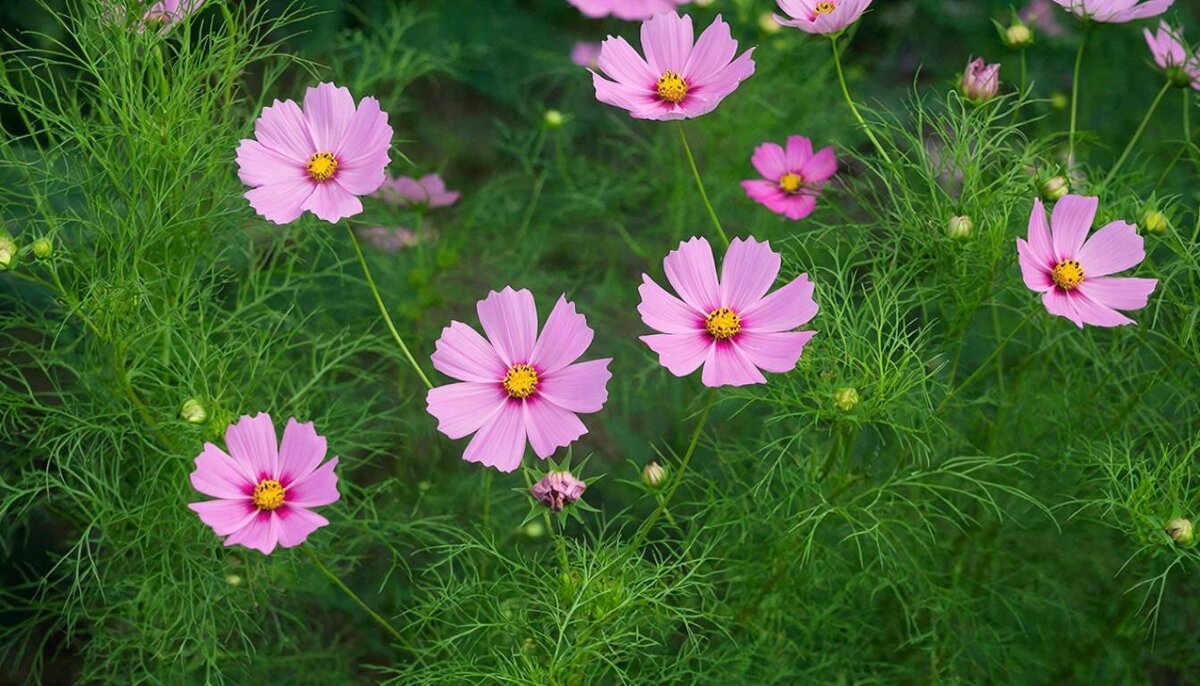 Космея Барышня - МАРИЯ ПОПОВА