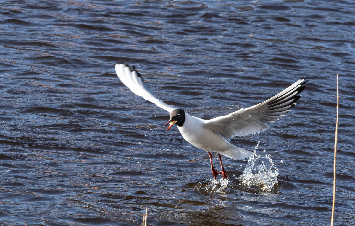 Свобода. Она пахнет рекой и чайками - Екатерина Счасная