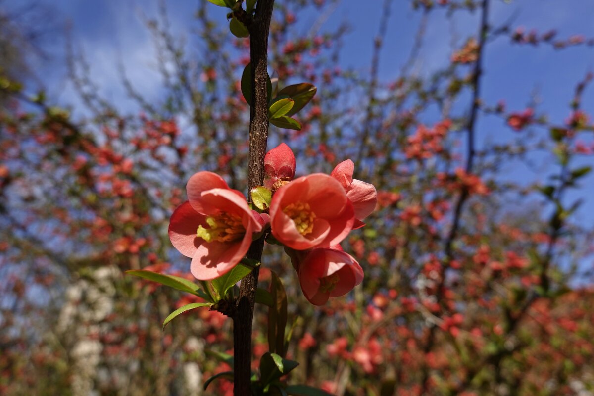 Зацветает айва японская... - Галина 