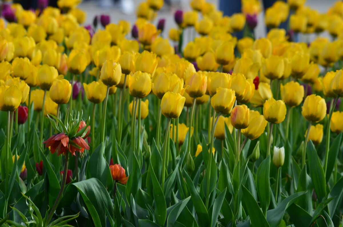 в парке - Таня Фиалка