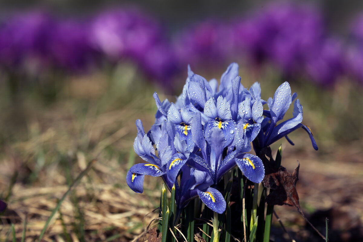 25 марта в Музеоне - Михаил Бибичков