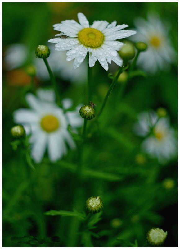 После дождя. - Михаил К