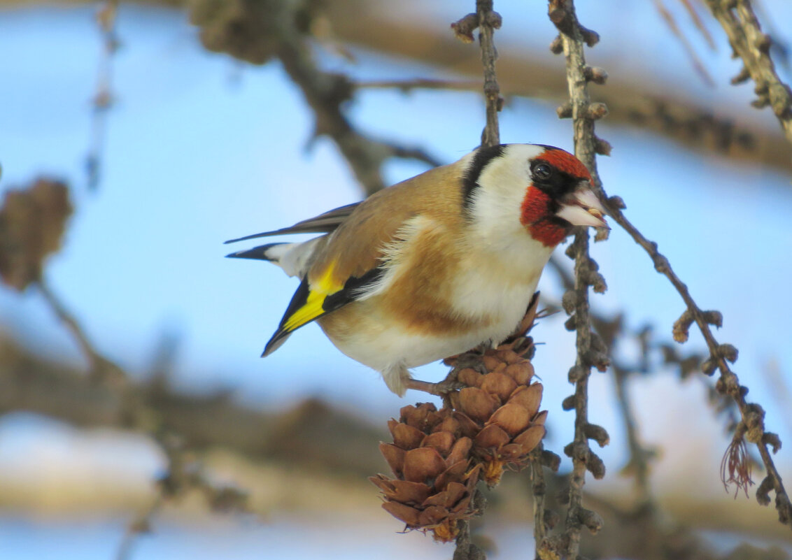 Щегол на лиственнице - Ната Волга Щегол на лиственнице - Ната Волга
