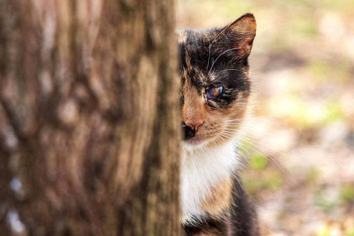 *** - Анатолий. Chesnavik.