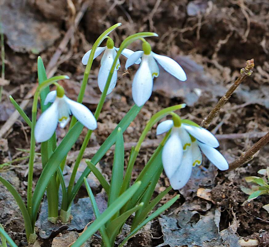 Фонарики весны (25 марта) - Светлана 