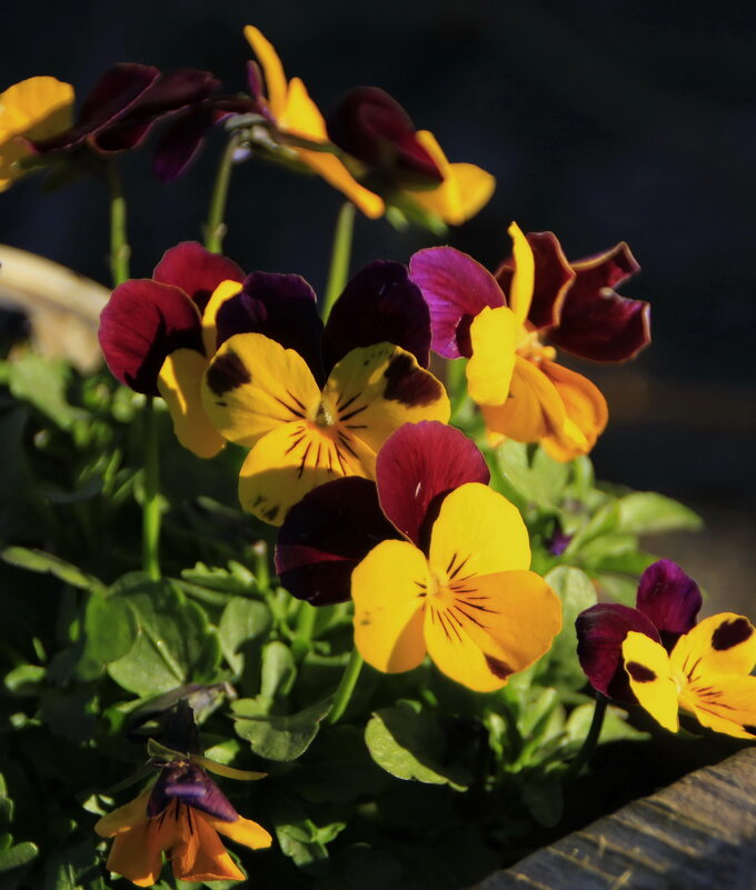 Он выделен тоном окраски другой.. - Татьян@ Ивановна