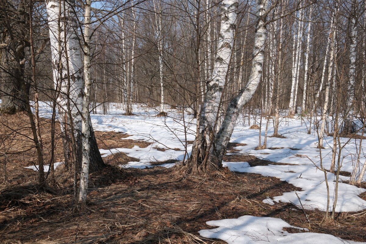 Весна наступает - Андрей Зайцев
