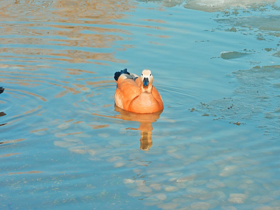 *** - Леонид leo