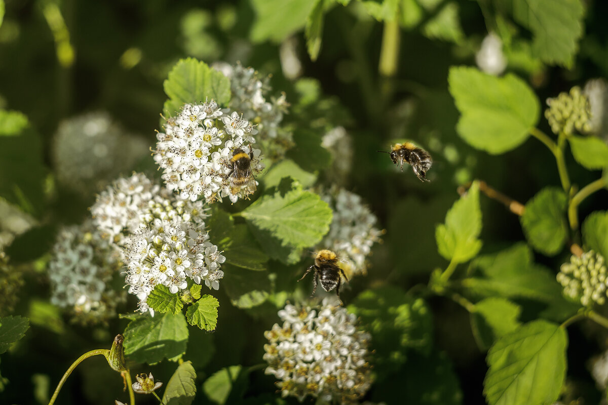 Жужжалки - Владимир Колесников