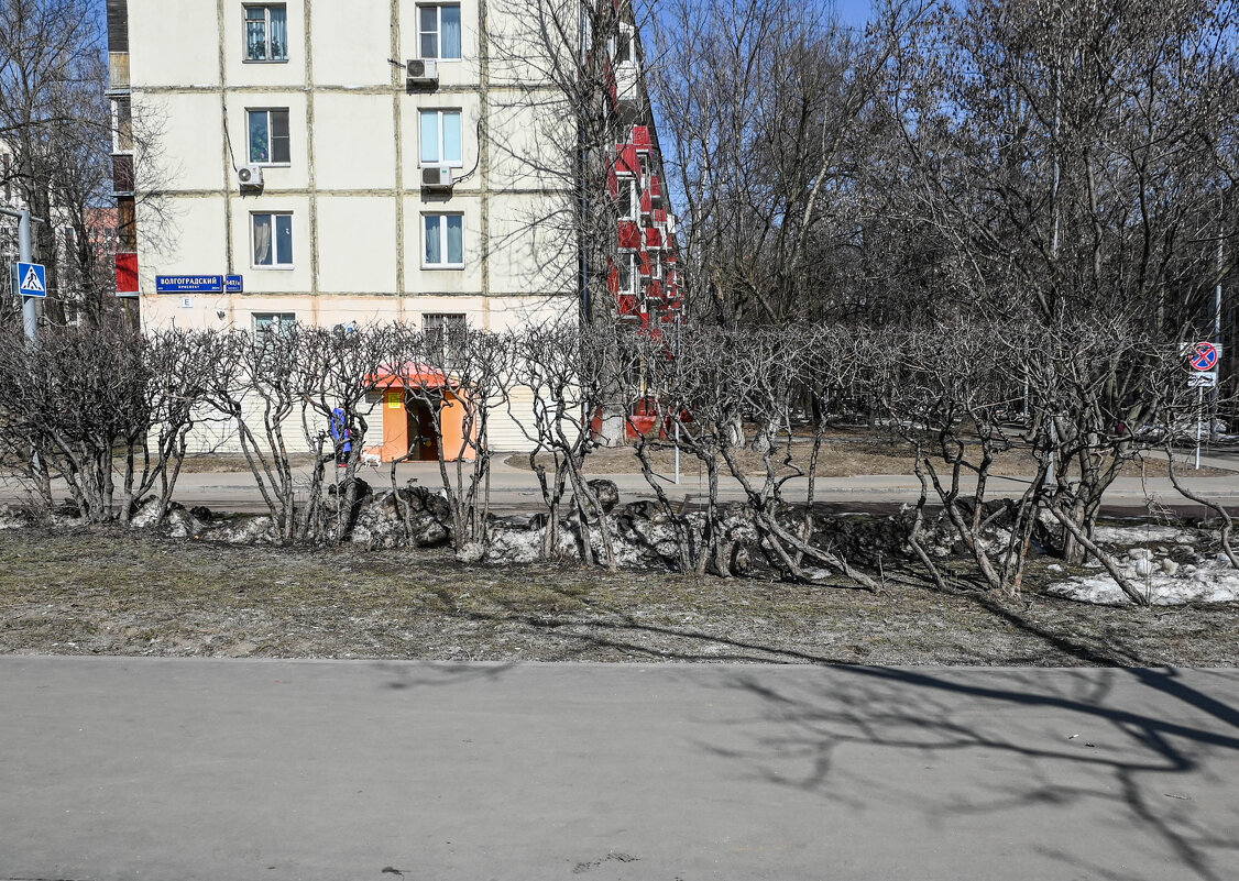 живая изгородь - Артемий Канителькин