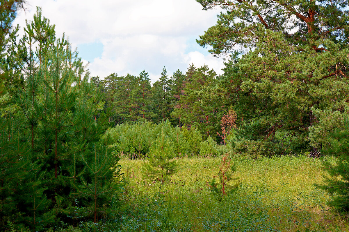 Караканский бор - Дмитрий Конев Караканский бор - Дмитрий Конев