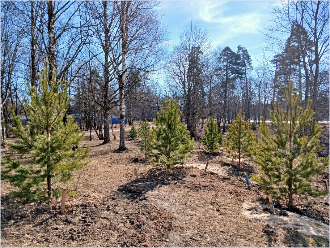 Высаженные  сосенки прижились. - Лия ☼