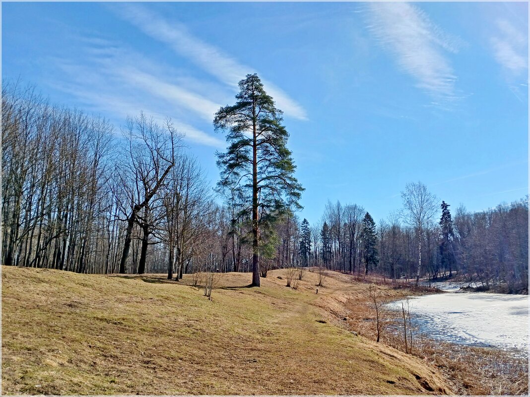 Сосна - Лия ☼ Сосна - Лия ☼