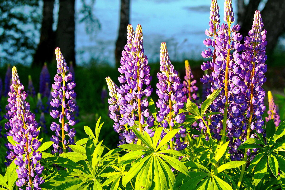 люпины - shasha1950 