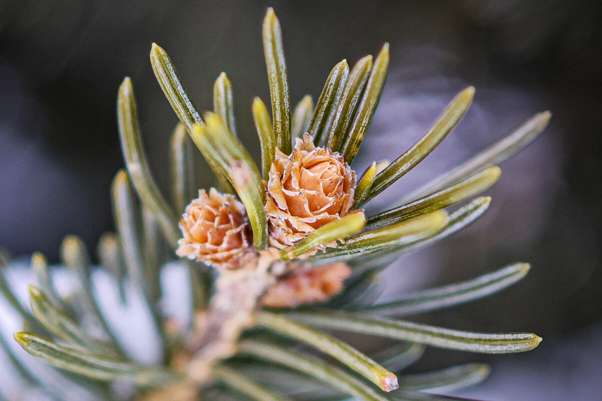 *** - Елена Черненко