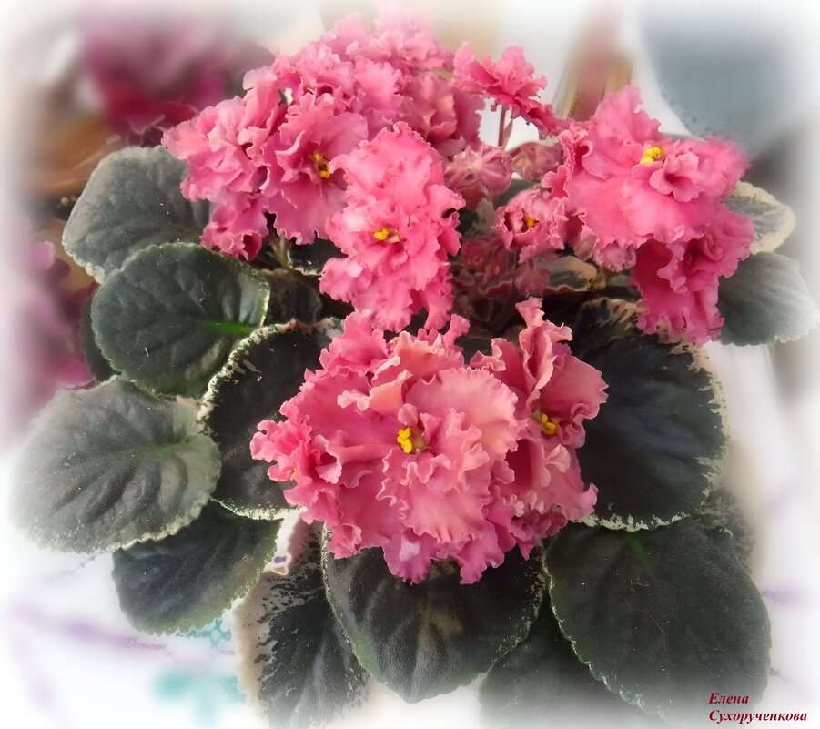 Махровая фиалочка - Елена Сухорученкова