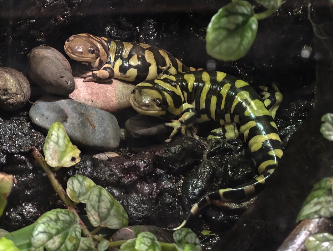 Тигровые амбистомы - <<< Наташа >>> Тигровые амбистомы - <<< Наташа >>>