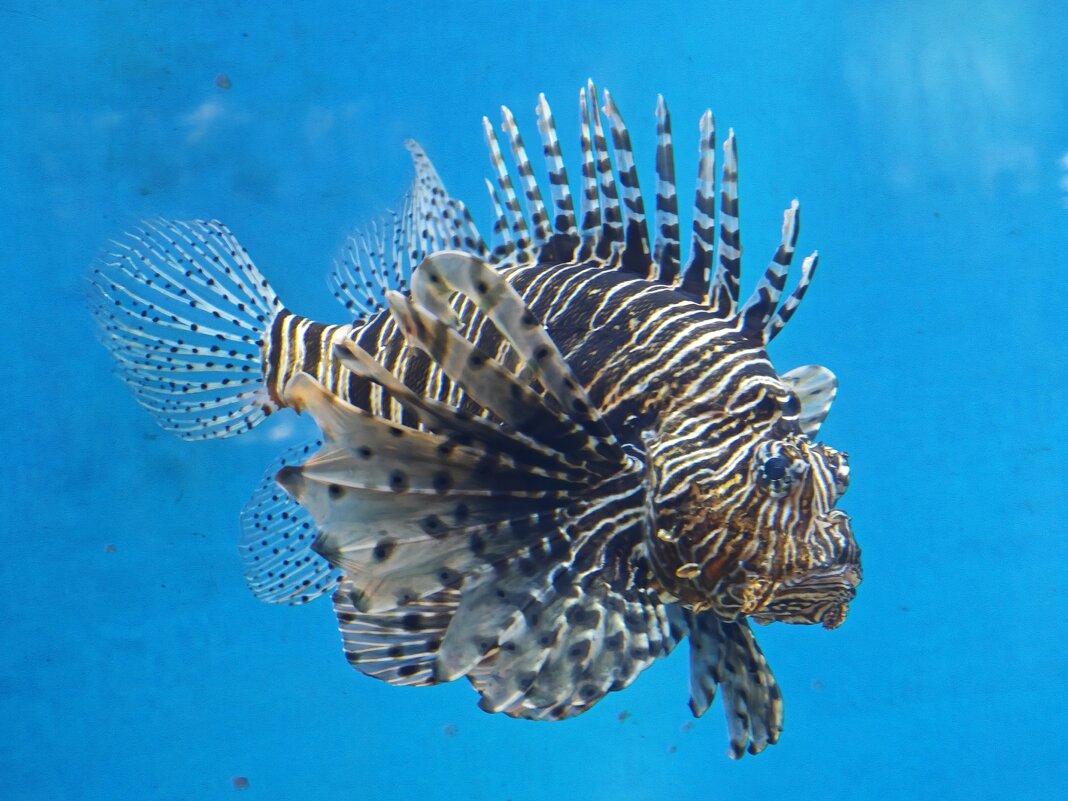 Крылатка-зебра - <<< Наташа >>>