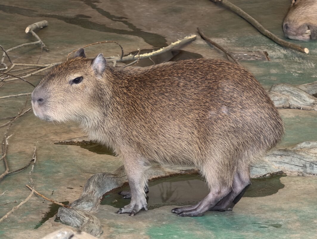 Малышка капибара - <<< Наташа >>>