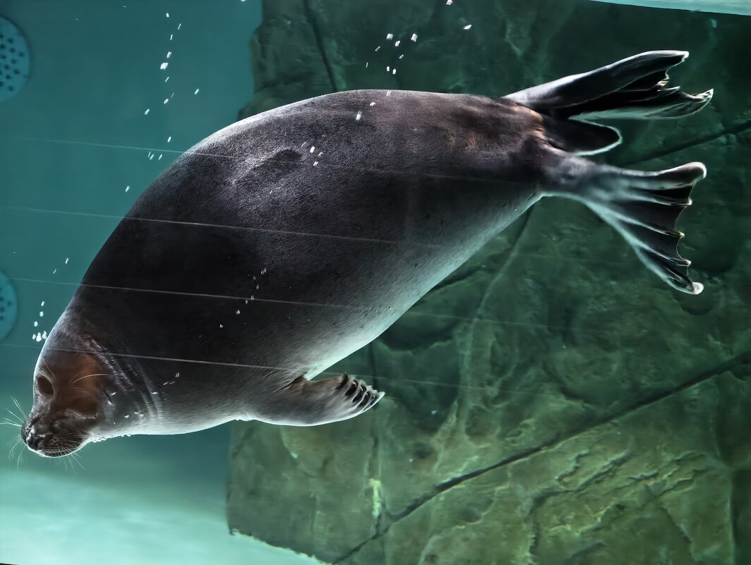 Байкальская нерпа - <<< Наташа >>>