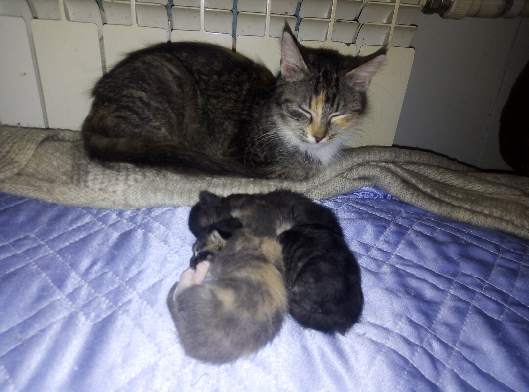 Мама и малышы - Сергей Кочнев