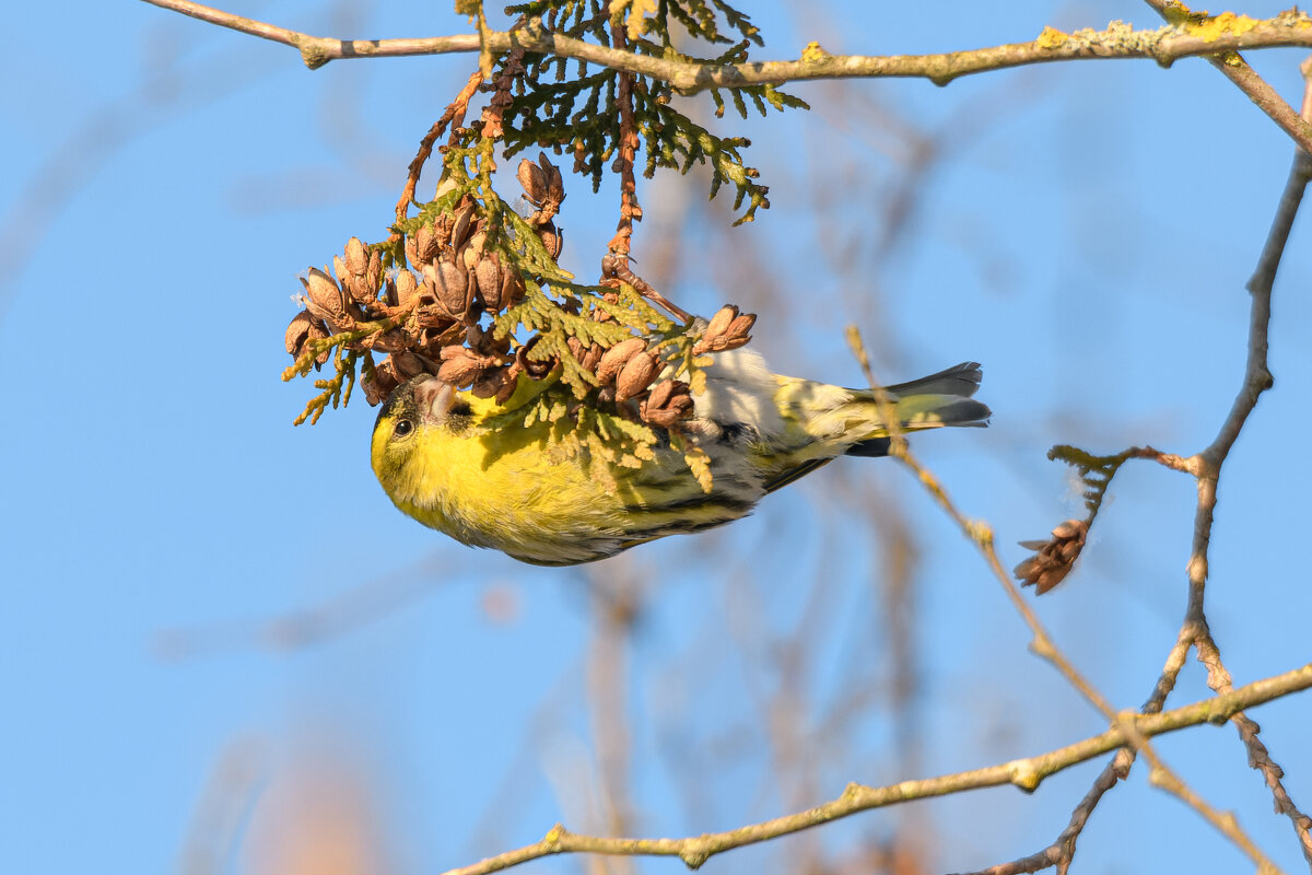 Чиж клюёт семена туи - Дарья Меркулова Чиж клюёт семена туи - Дарья Меркулова