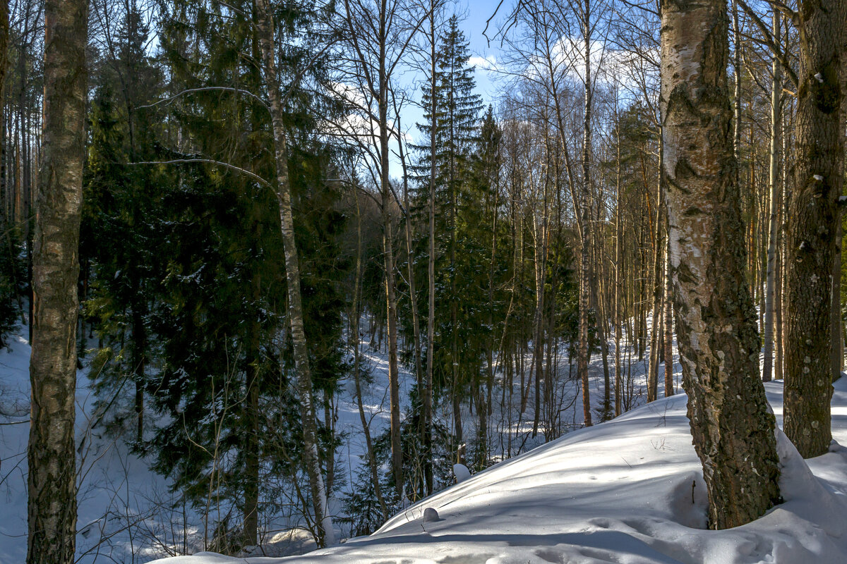 Лес в начале марта - Сергей Цветков Лес в начале марта - Сергей Цветков