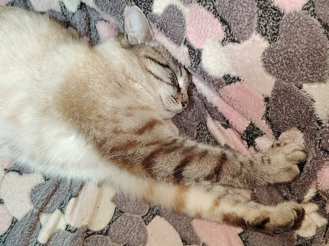 Роджер - Наталья (ShadeNataly) Мельник