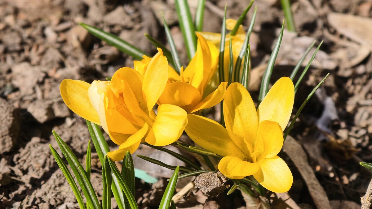 Жёлтые крокусы - Мариша Тим