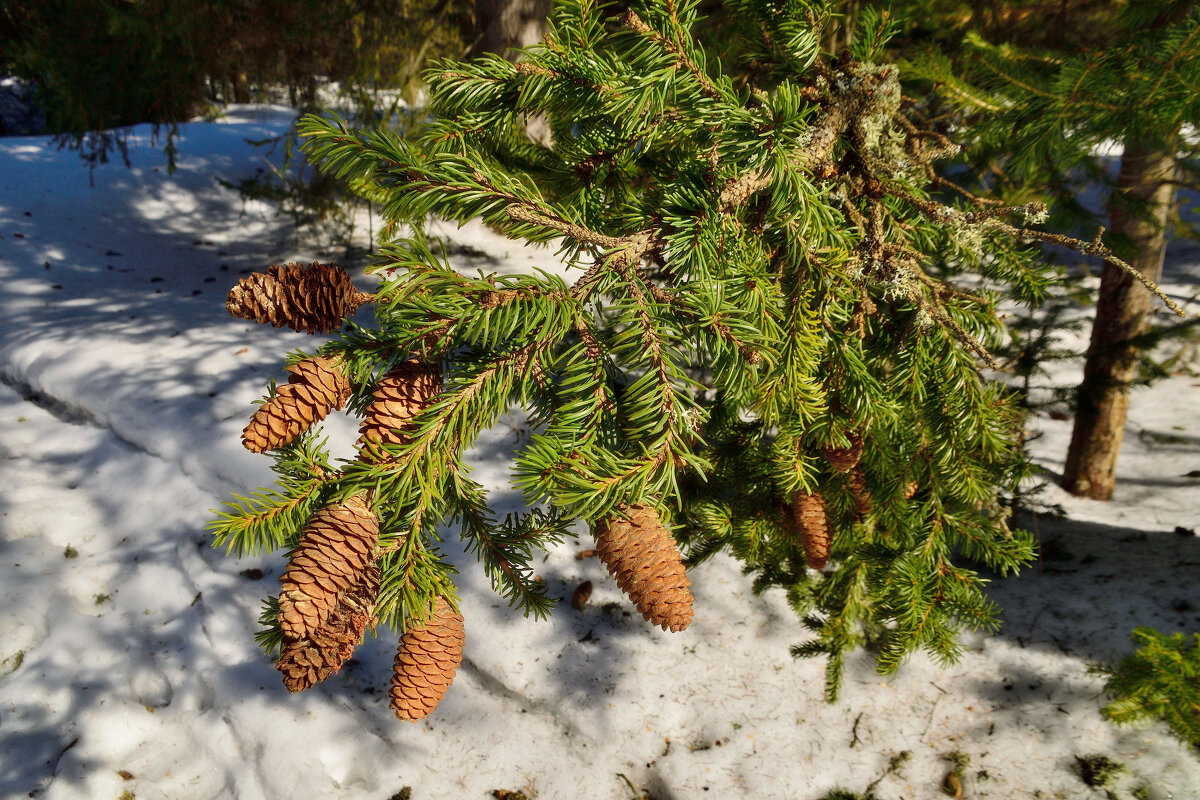- - Владимир Мигонькин