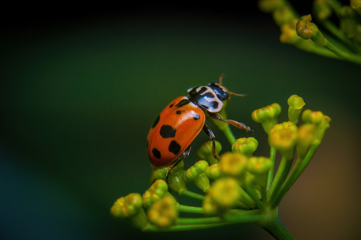 *   *   * - Уже не важно ...