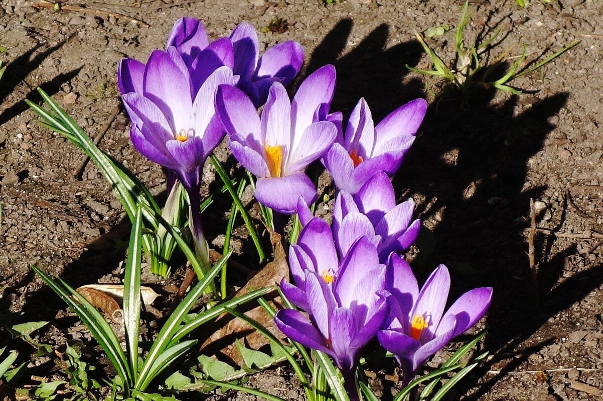 Крокусы - Рита Симонова