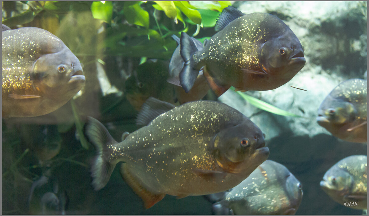 Красавицы пираньи - Михаил Кобзев