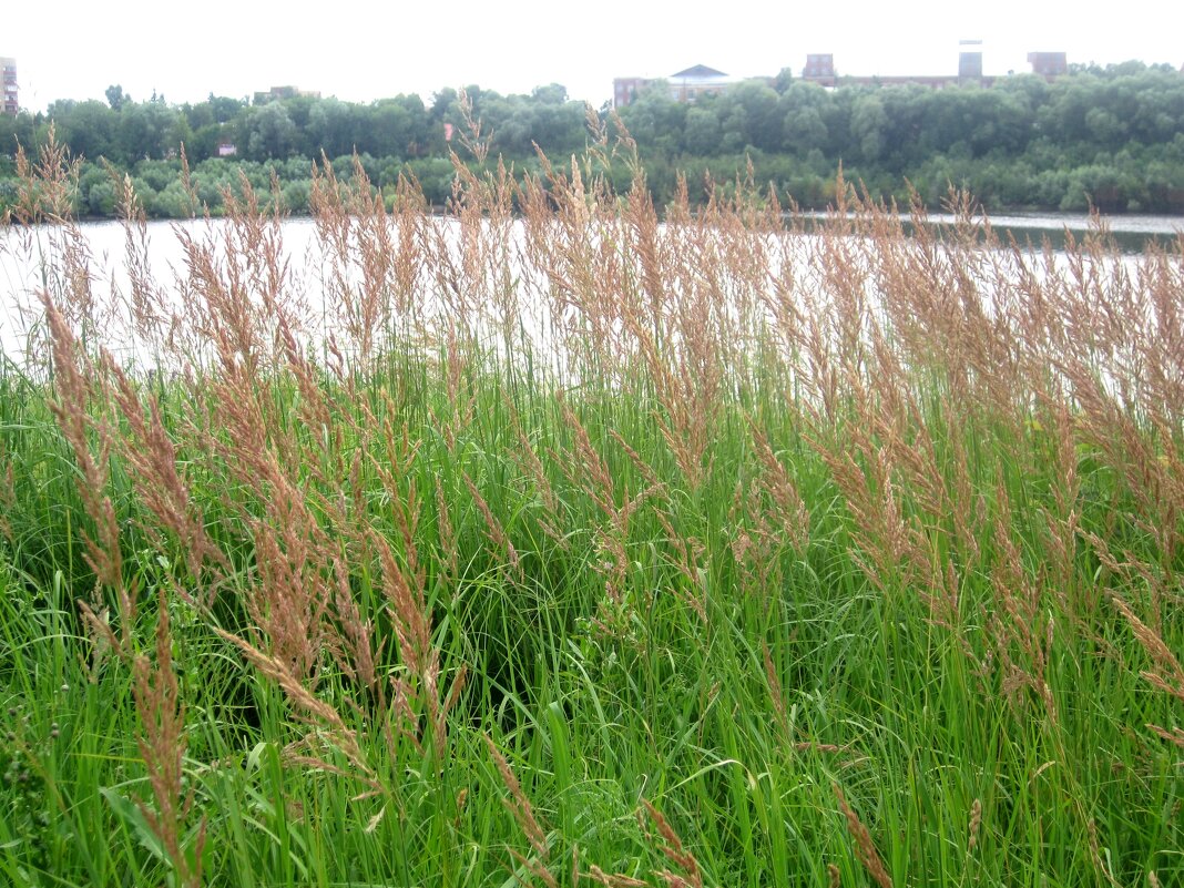 Летом у озера - Елена Семигина