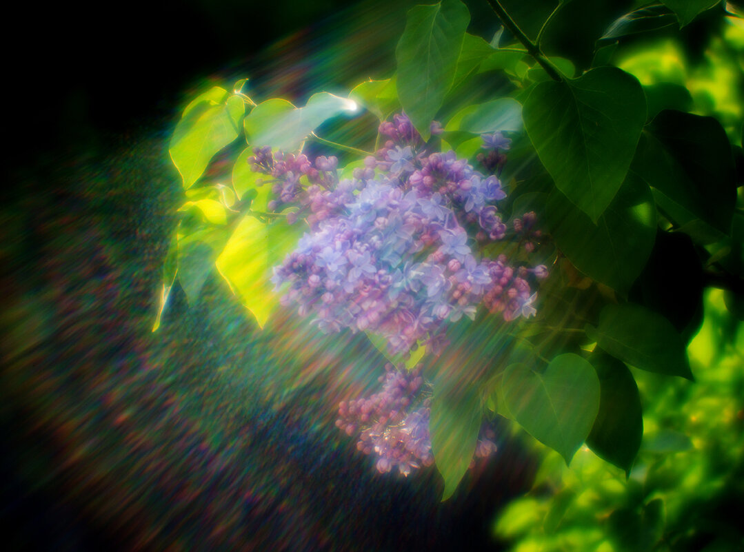 Сирень - Владимир Гришин