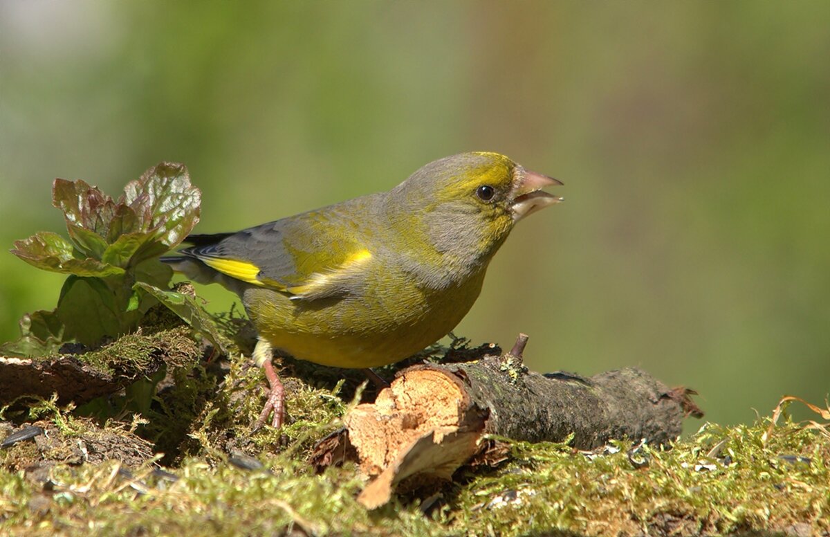 ... - Вячеслав Минаев